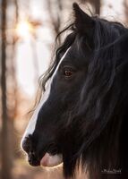 Profile picture Rita Hibbeler