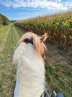 Profile picture Annalena Ippolito