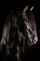 Profile picture Millan III